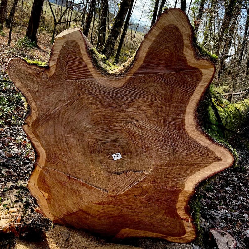 Cross-section of a felled oak revealing its growth rings, lying in the undergrowth