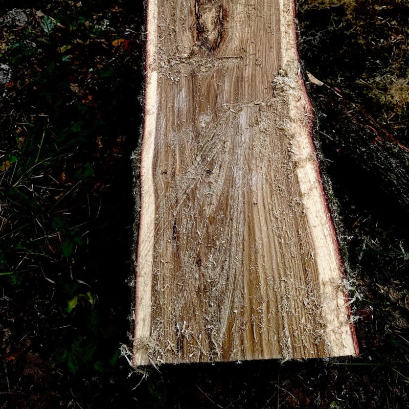 Freshly sawn raw oak plank lying on the forest floor